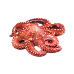 PULPO 1-2